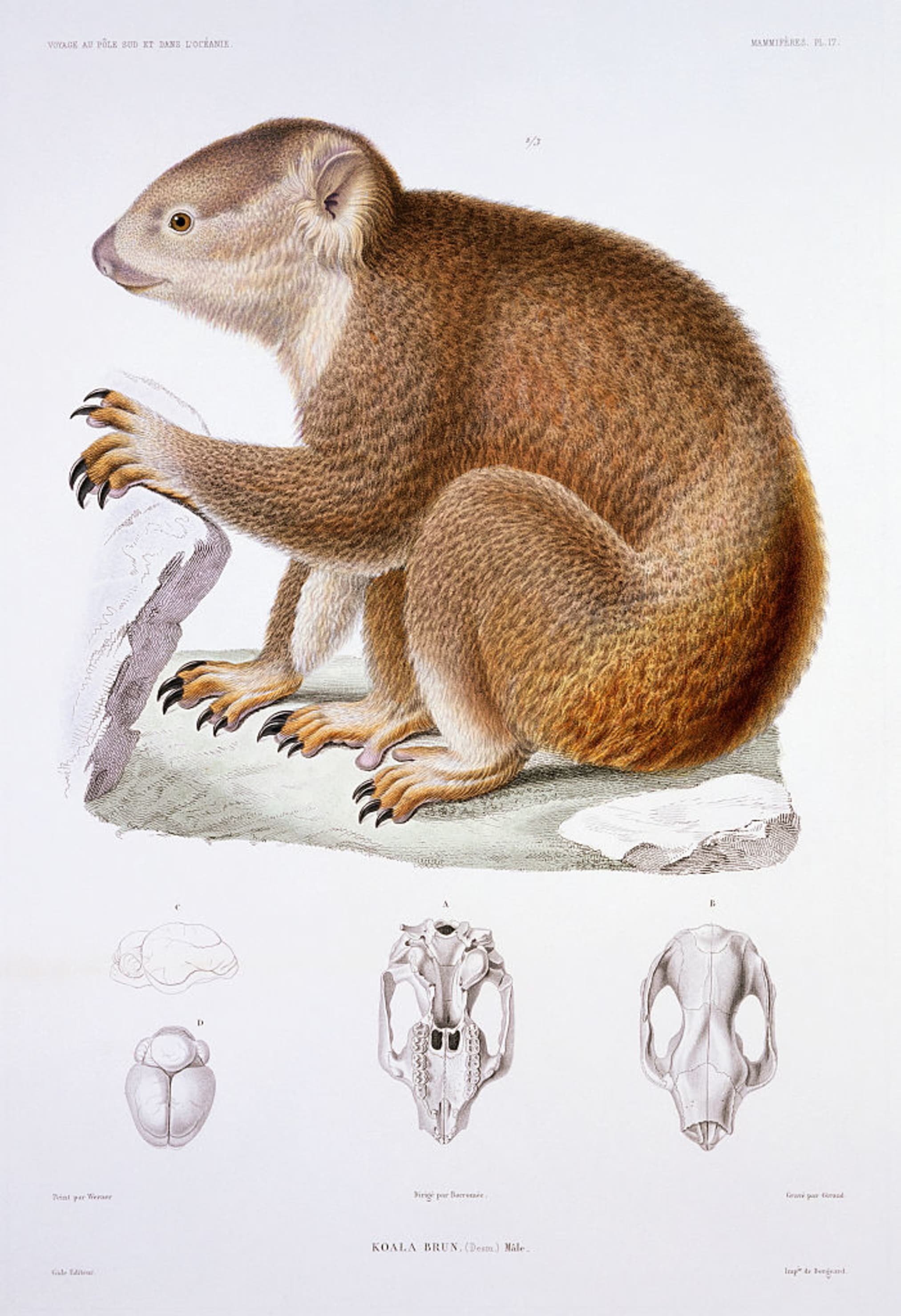 Why Koalas Are Called ‘Koala Bears’ Mental Floss