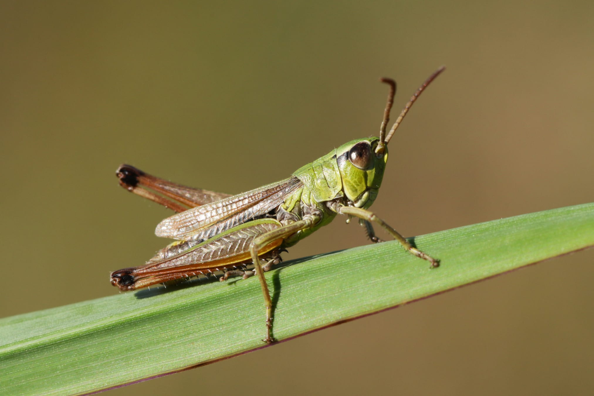 The Differences Between a Cricket and a Grasshopper, Explained