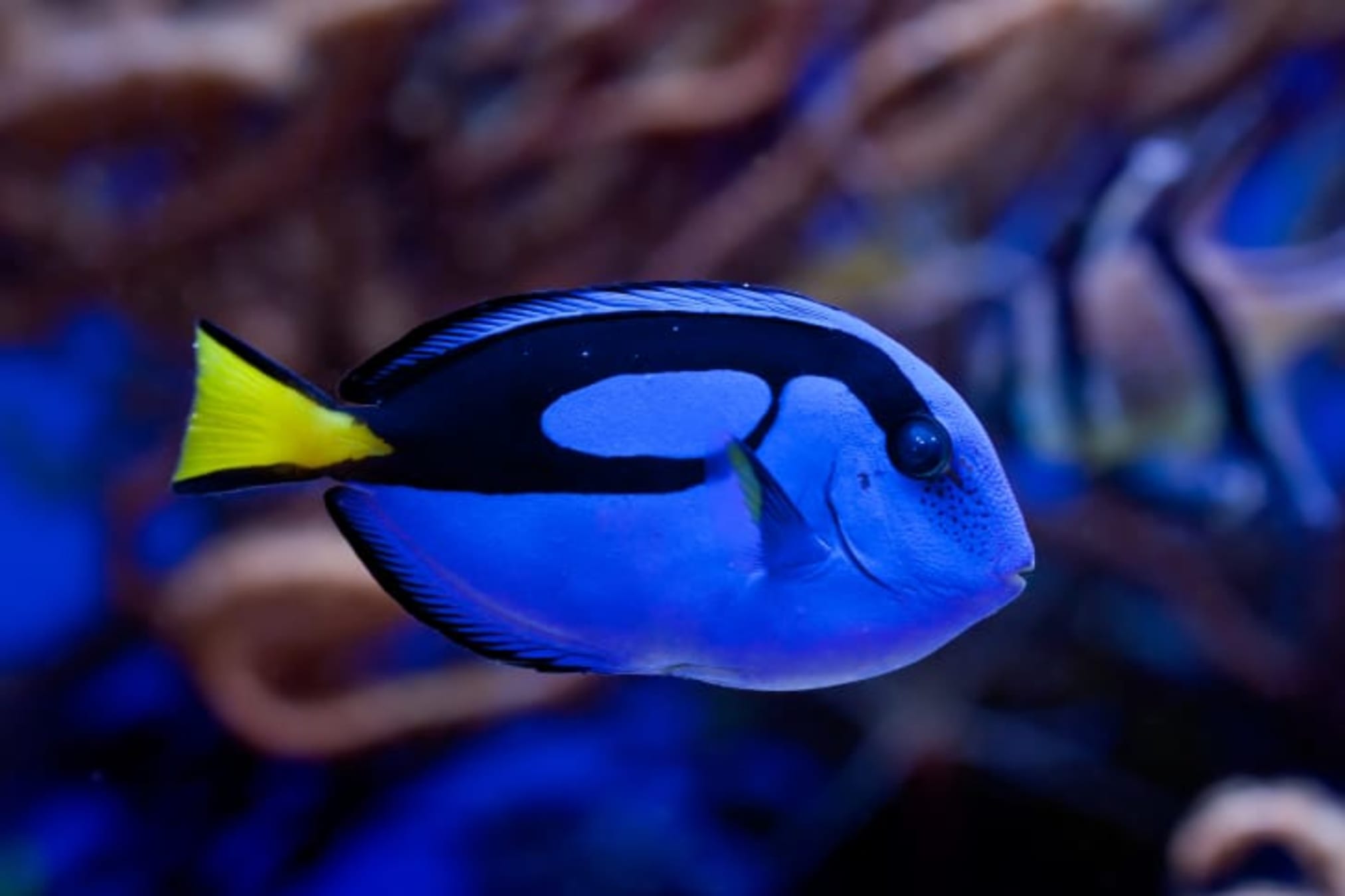 What Kind of Fish Is Dory From 'Finding Nemo'? | Mental Floss