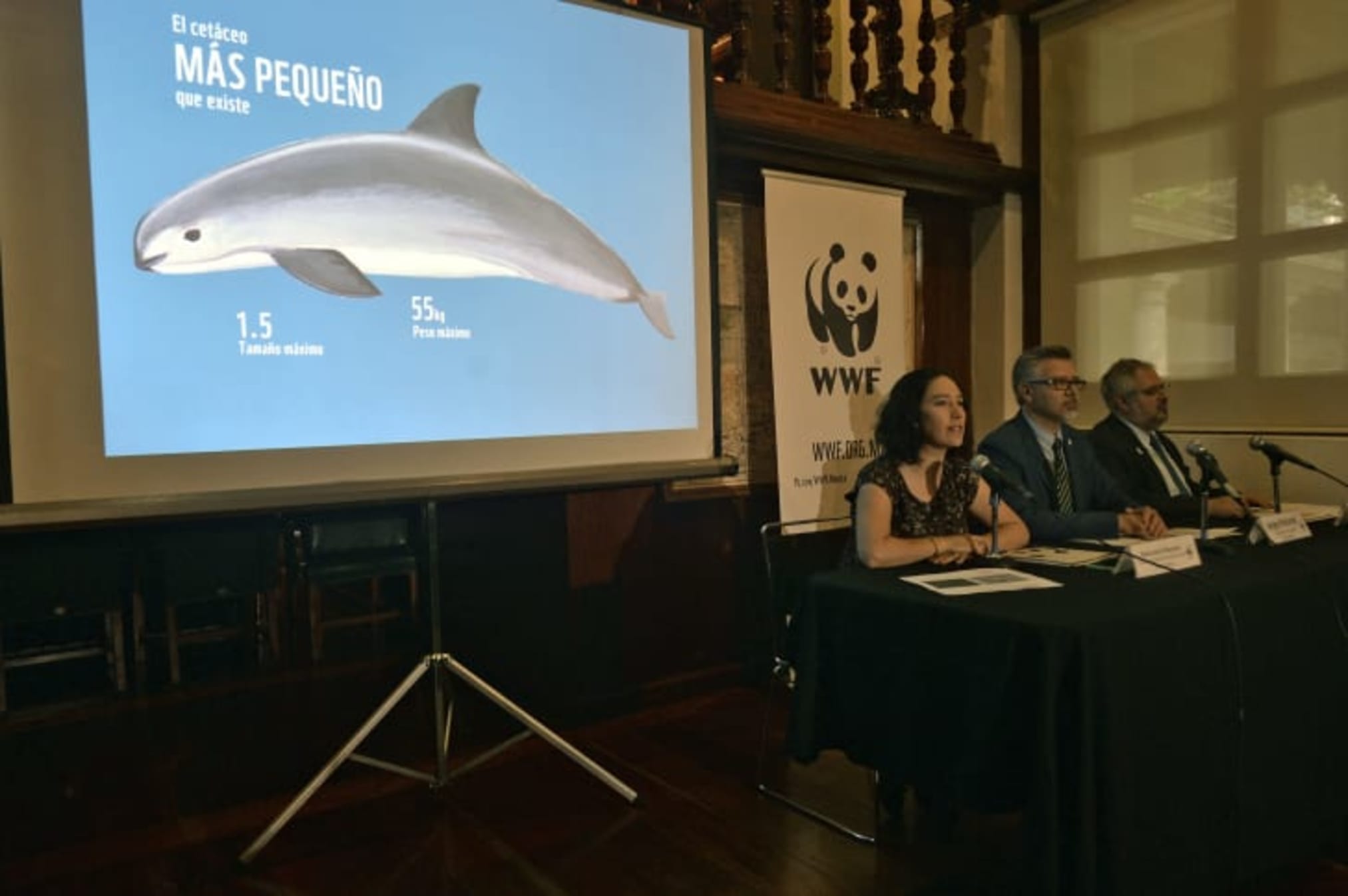 11 Facts About the Vaquita, The World's Most Endangered Porpoise