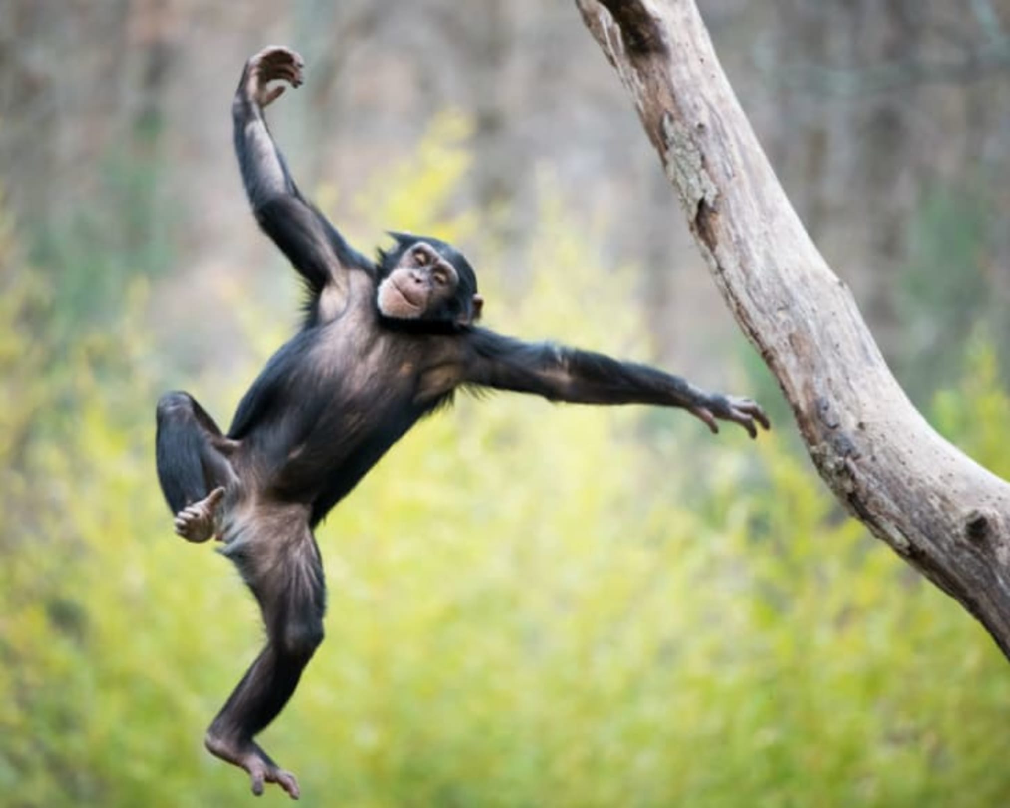 Why Do Chimpanzees Throw Poop? Mental Floss
