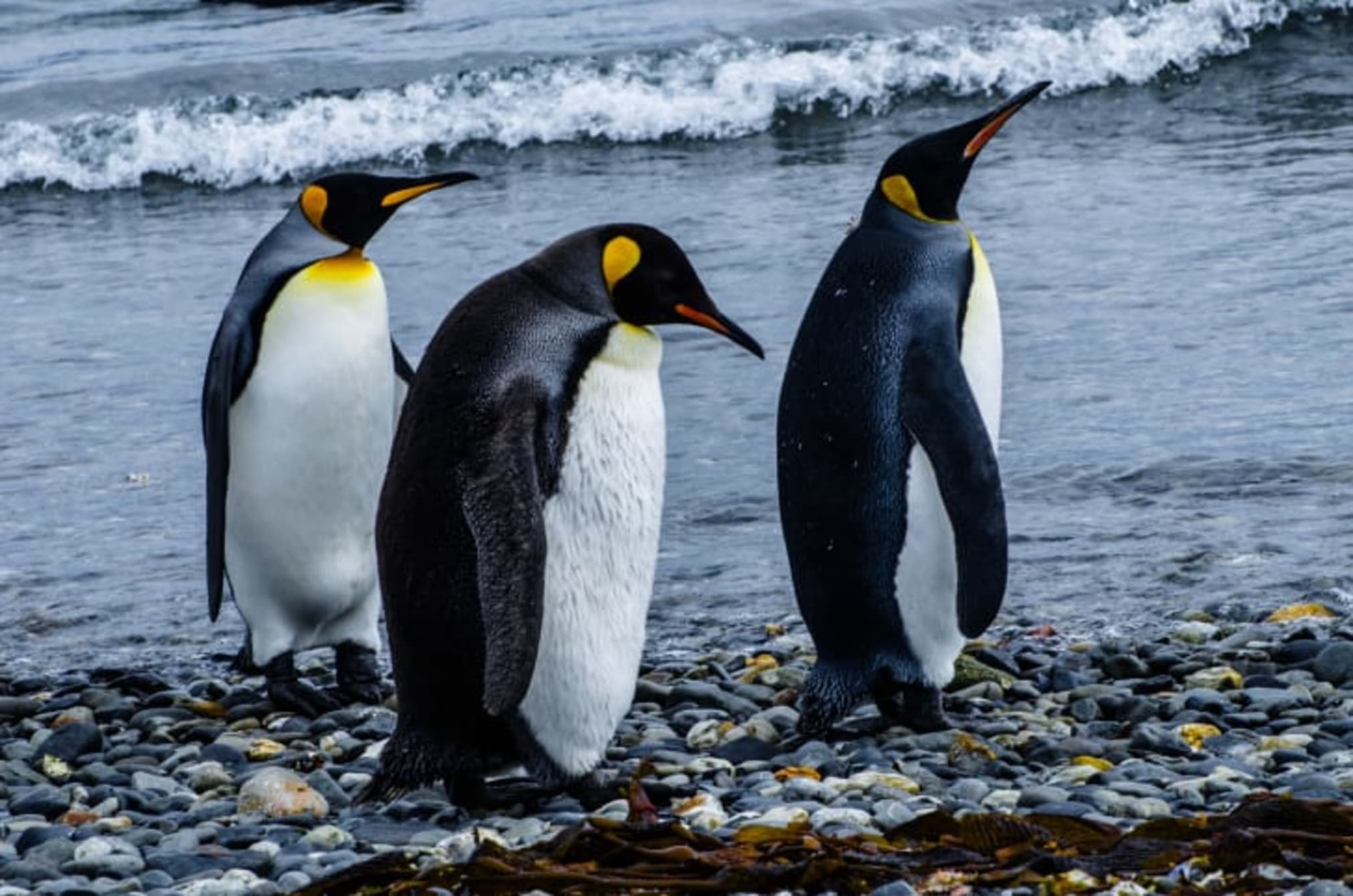 20 Black-and-White Facts About Penguins | Mental Floss