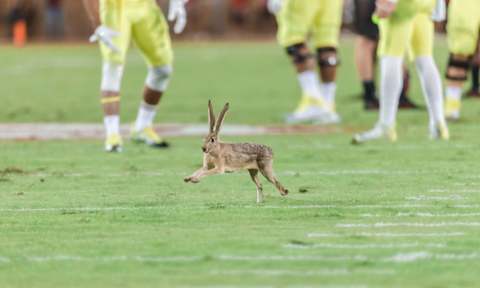 Oregon v Stanford