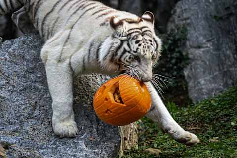 Halloween at Le Cornelle faunistic park in Italy