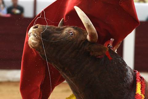 A Domínguez Camacho ranch fighting bull during a bullfight...