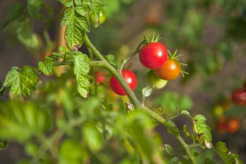 You can grow your own pasta sauce ingredients!