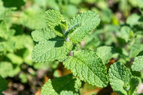 Enjoy some refreshing homemade mint tea.