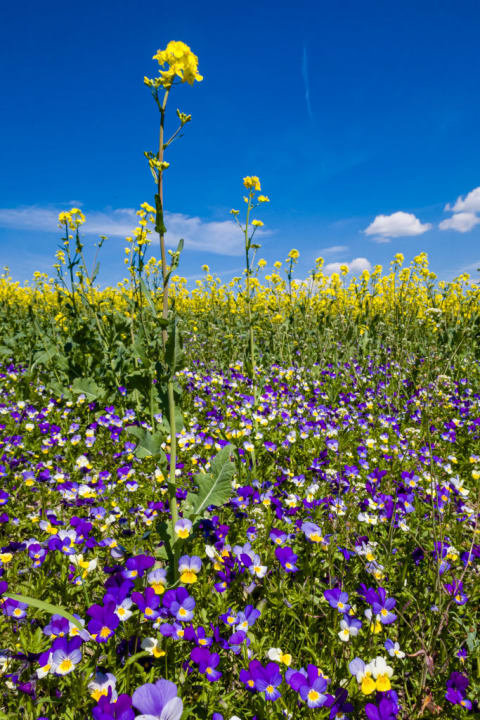 Wild pansy flowers.