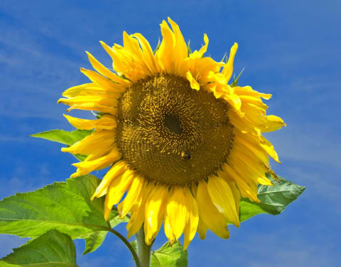 Sunflowers will really stand out in your garden.