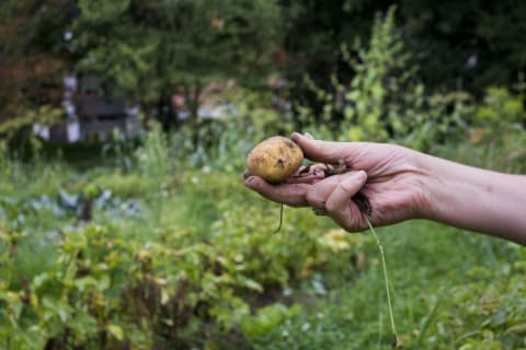 An urban gardener showing off their potato.