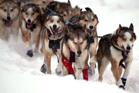 The 2020 Iditarod Sled Dog Race