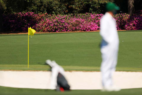 Azaleas at Augusta.