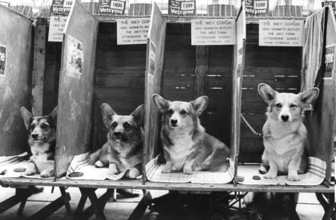 Corgis in a 1976 dog show.