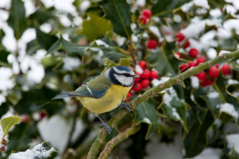 With holly, you can feed birds and stop witches.