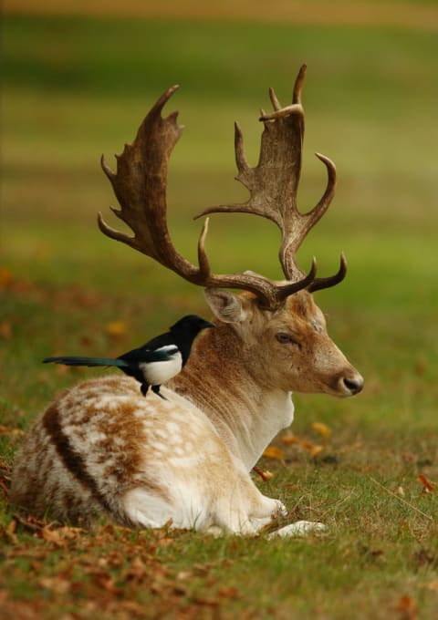 He probably knew how to greet the magpie.