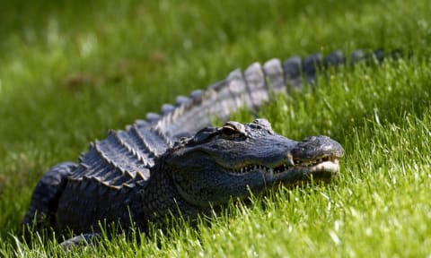 Alligators love Florida.