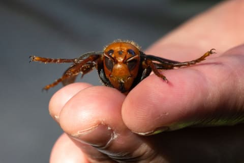 Asian giant hornet