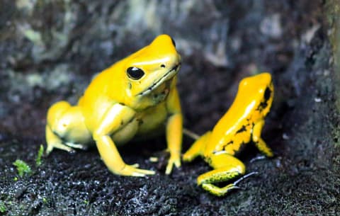 Golden poison dart frogs