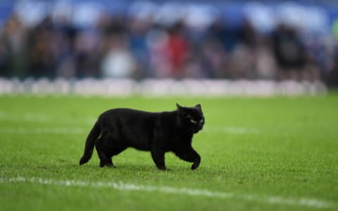 A black cat wanders into the middle of a soccer match. 