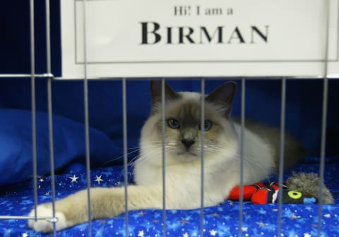 A Birman on display at a cat show.