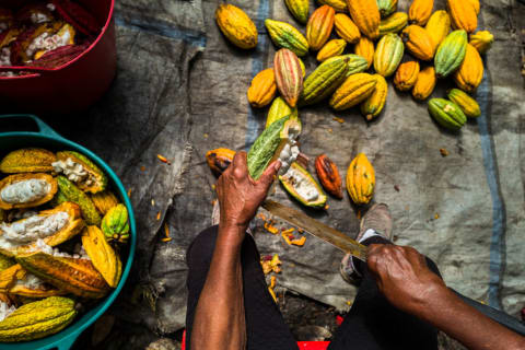 Chocolate production at a Cacao Farm in Colombia.