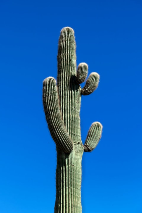 A Saguaro cactus.