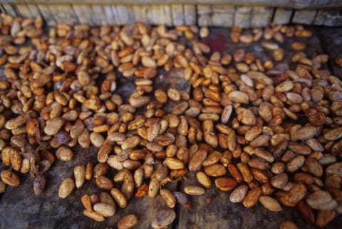 Cacao beans drying in the Amazon Basin.