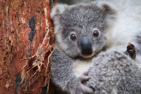 A Koala joey at Taronga Zoo.