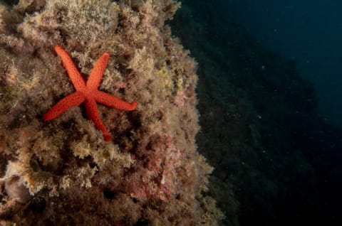 A starfish near Turkey.