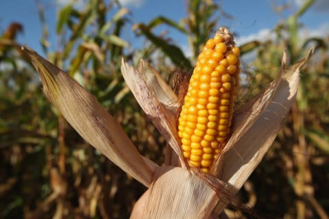 Corn is both a grain and a fruit.