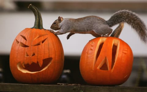 This squirrel is a fan of carved fruit.