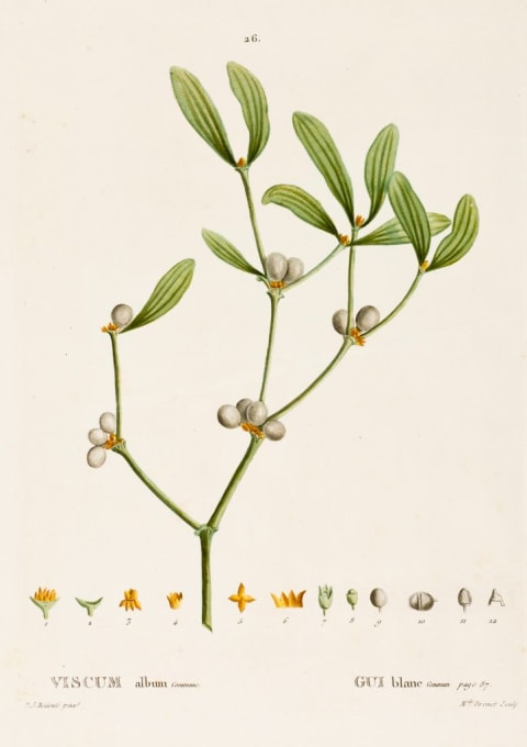 Viscum Album L. (Mistletoe).