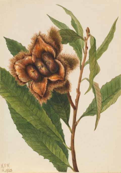 American Chestnut (Castanea Dentata).