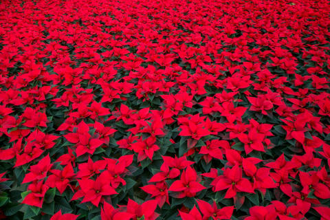 That's a lot of poinsettias.