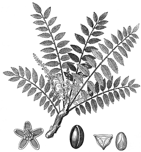 Frankincense plant.