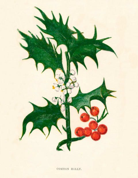 Holly berries are good for wild birds, not domestic dogs or cats.