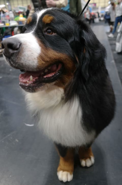 A Bernese Mountain dog.