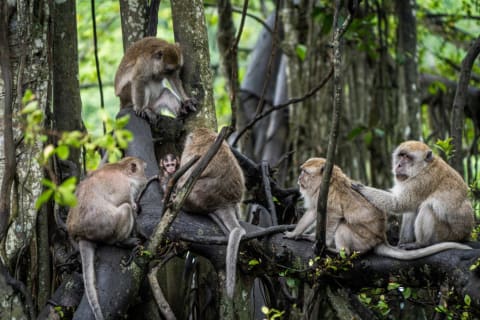 A family of wild Macaque monkeys.