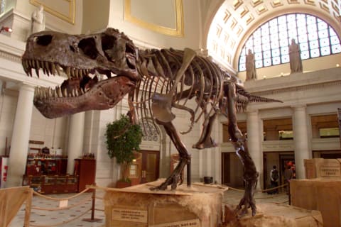 Sue the Tyrannosaurus Rex on Display in Washington, D.C.