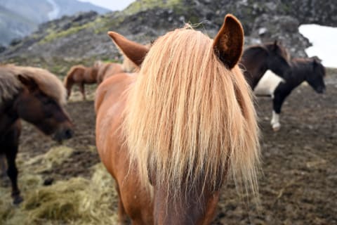 Let this Icelandic horse write your OOO message.