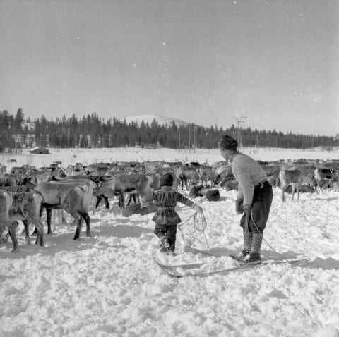 A reindeer herder and his son, 1955.