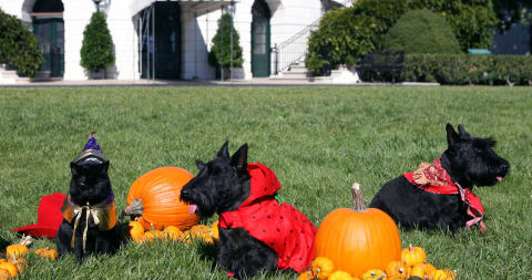 These Scottish terriers had to dress up, but they probably didn’t hunt rats.