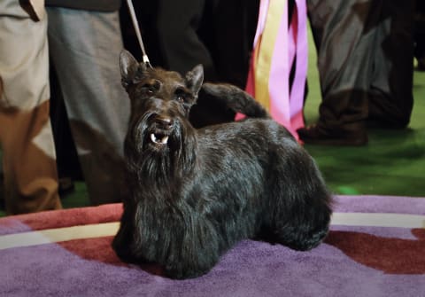 A Scottish terrier in the 2010 Westminster Kennel Club Dog Show.