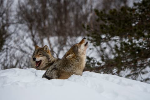 A gray wolves howling in the snow.