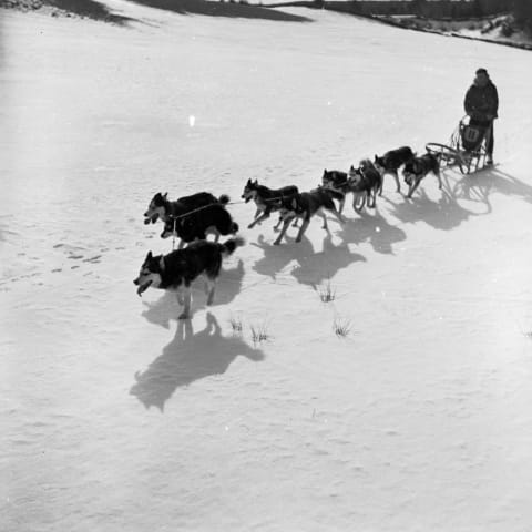 A pack of huskies pull a sledge and its rider across snow, circa 1950.