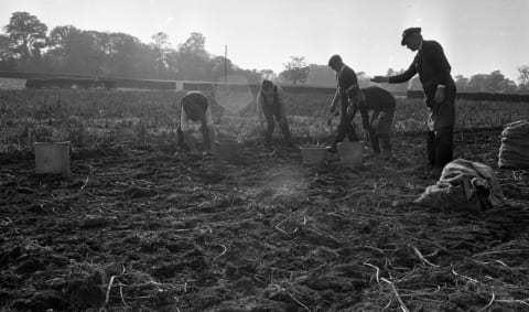 Irish potato farmers.