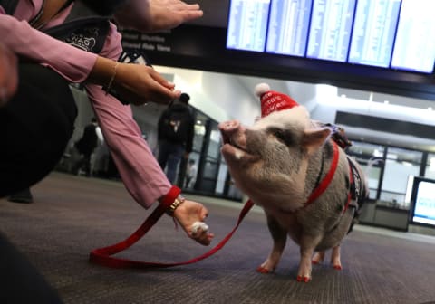 Therapy Pig Eases Passengers' Travel Anxieties At San Francisco Airport.