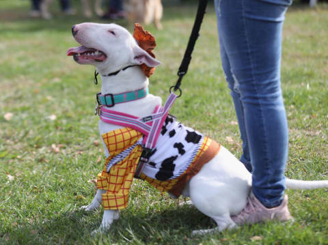 Today’s bull terriers are fancy, too.