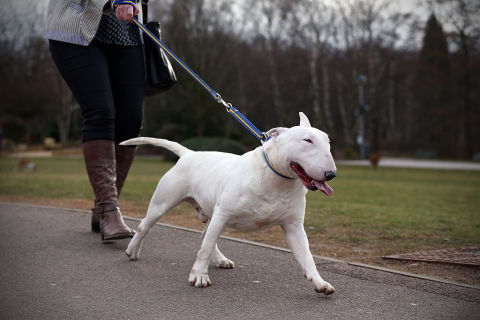 Enrichment is good for bull terriers.