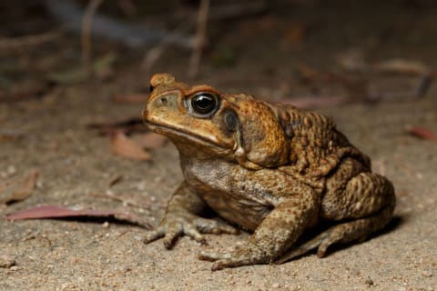 Cane Toad near wetland habitat.